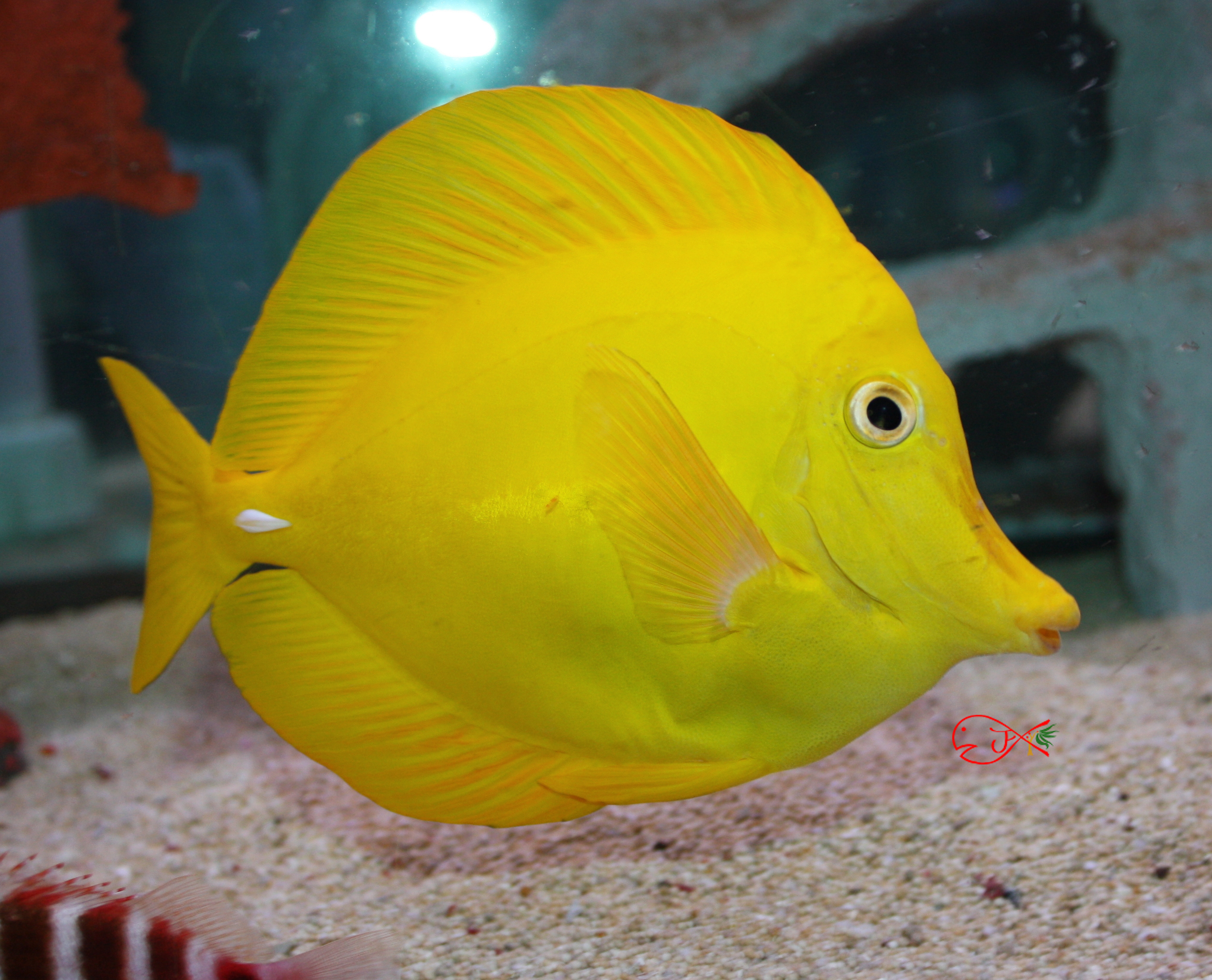 Absolutely Fish Marine Fish for Sale Tangs Absolutely Fish