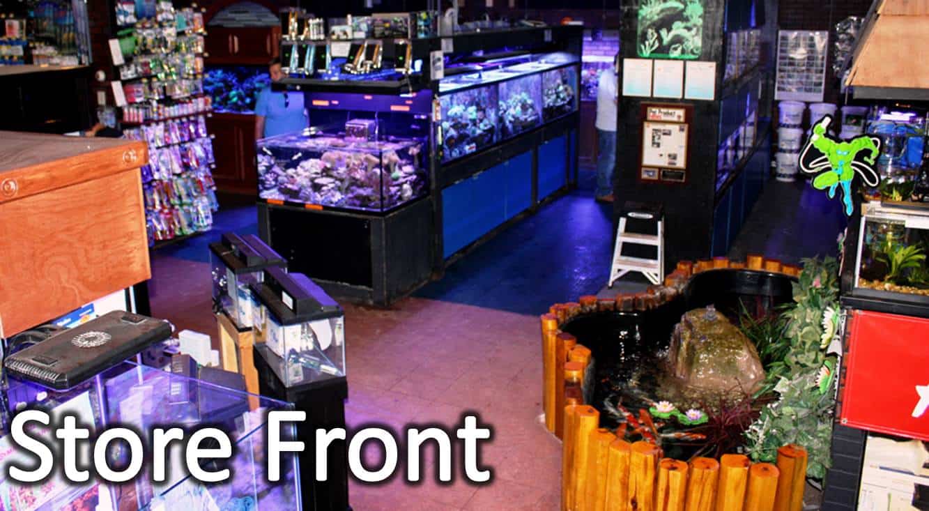 Absolutely Fish: Live Fish Cams