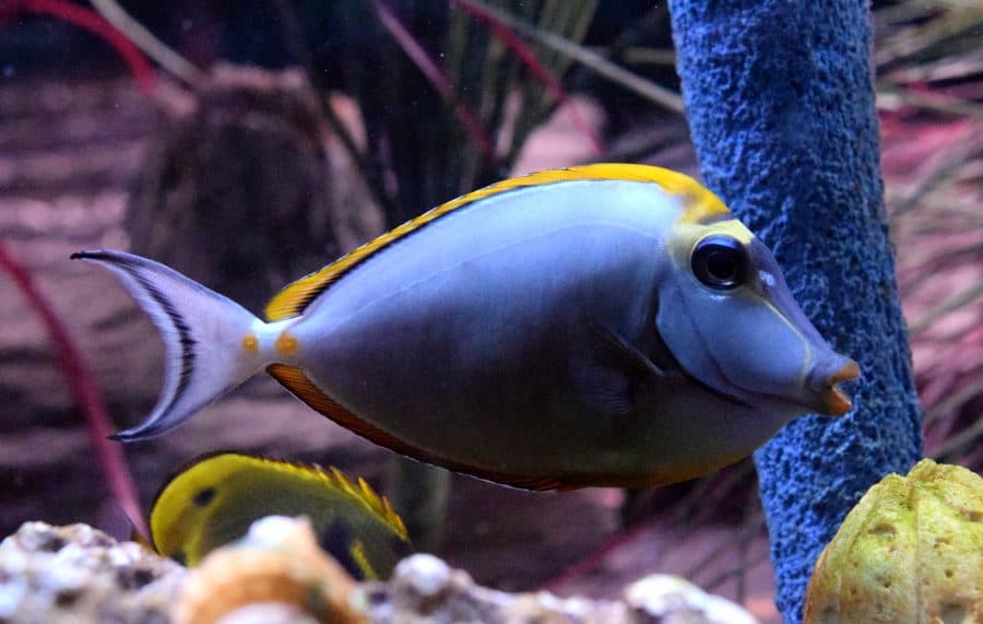 Blonde Naso Tang Absolutely Fish