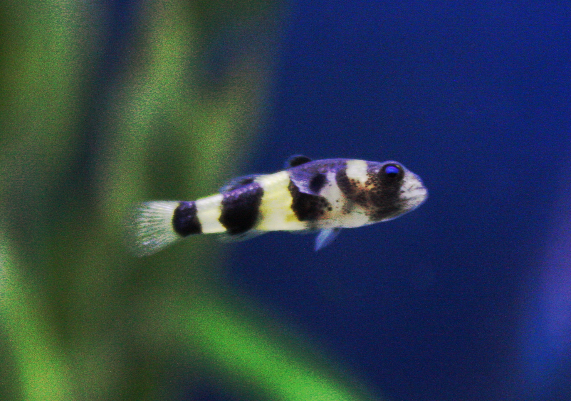 11 Freshwater Nano Fish for Your Aquarium