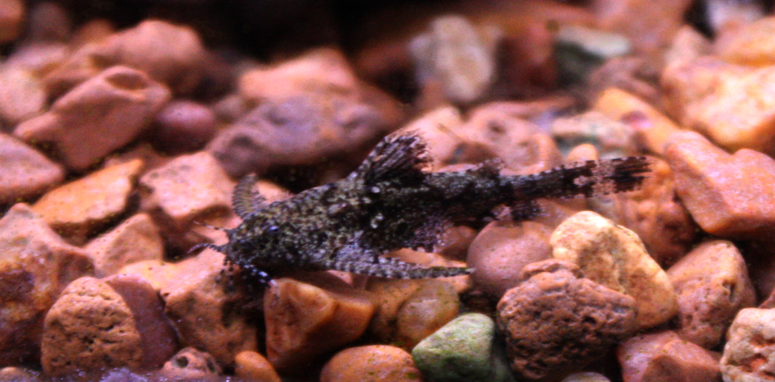 11 Freshwater Nano Fish for Your Aquarium