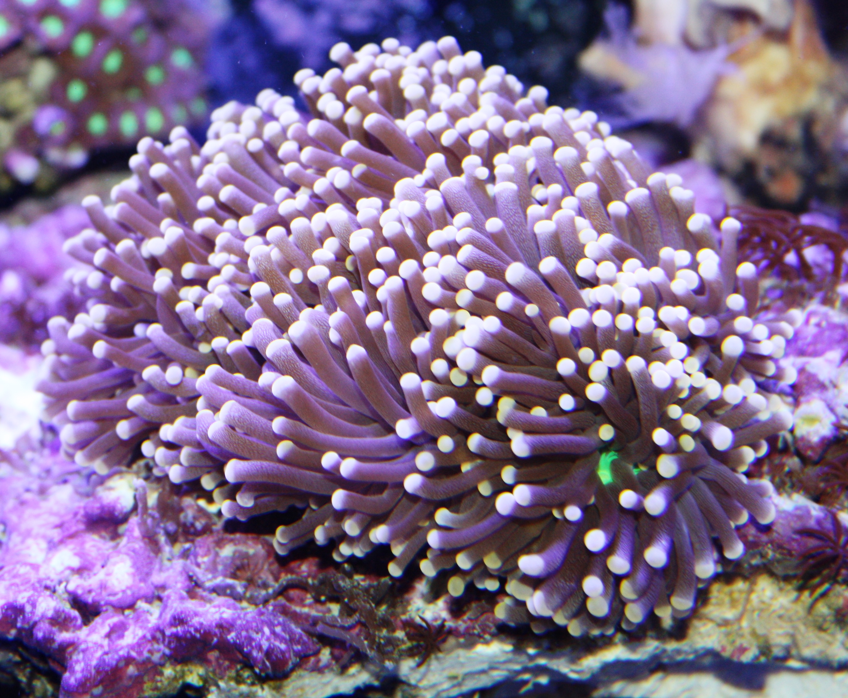 Absolutely Fish Photo Gallery Stony Coral LPS   Corals For Sale WN21.JPG