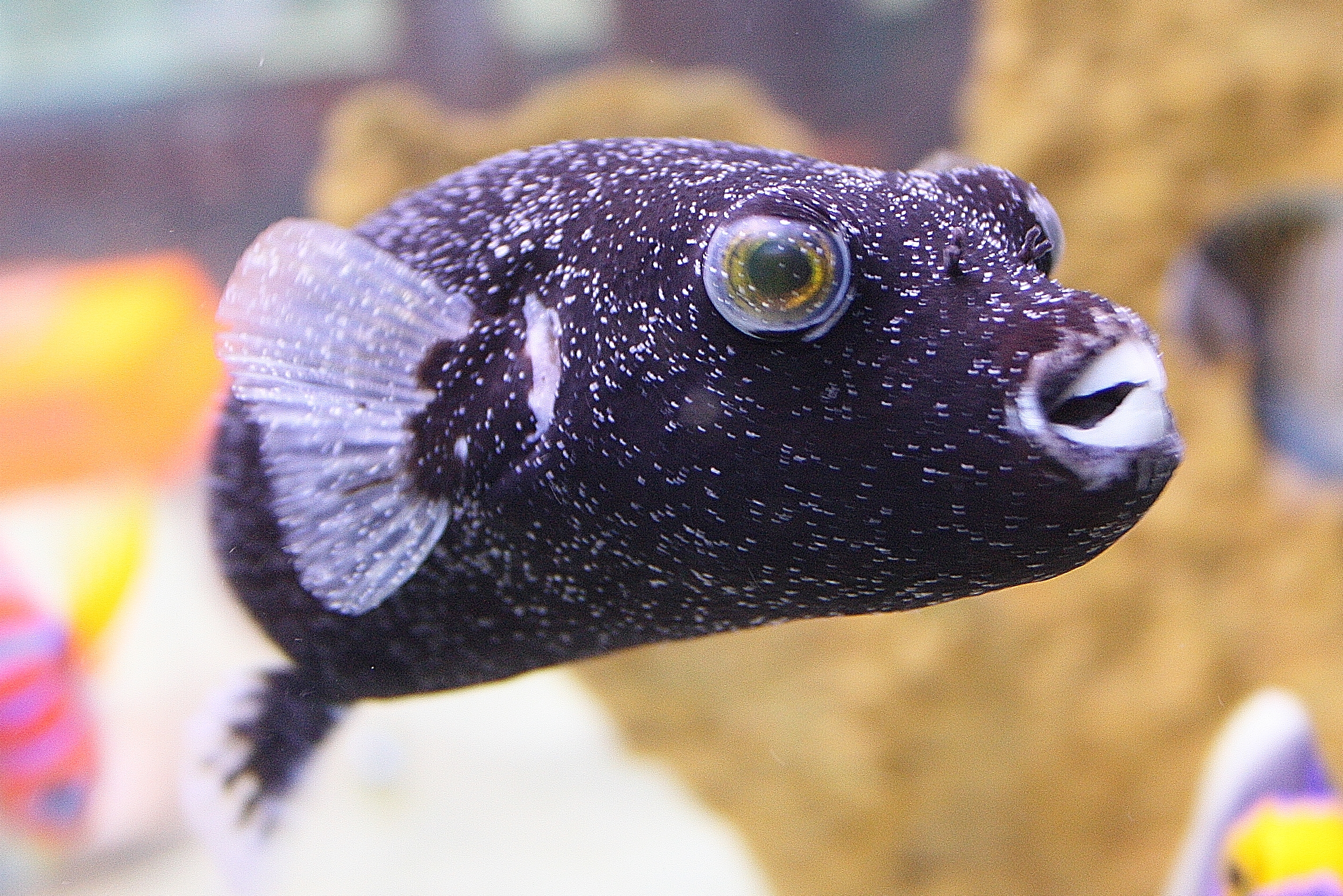 Maladie des poissons marins - Ich marin: Puffer de Diamant Noir