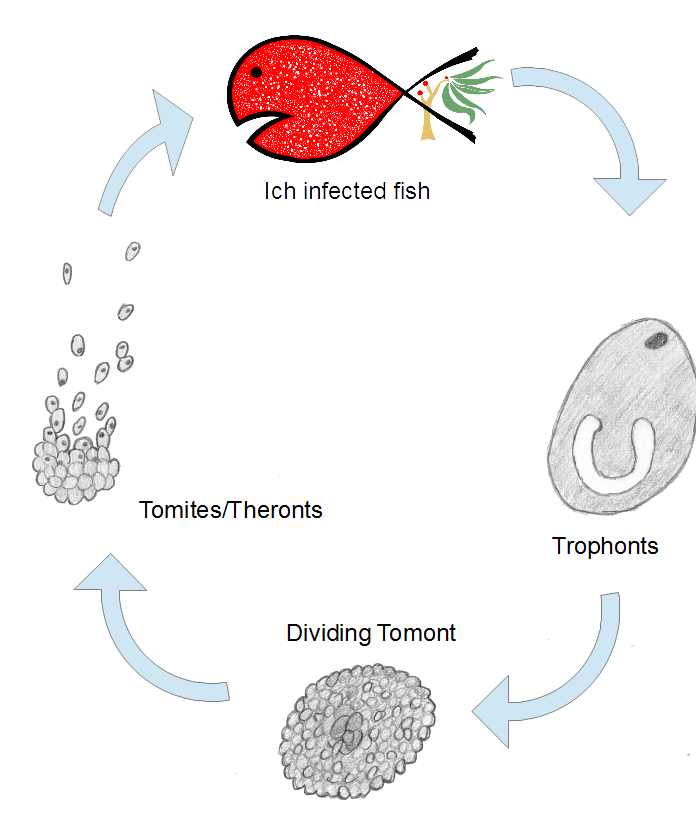 Malattia dei pesci marini-Ich marino: Ciclo di vita di Cryptocaryon irritans