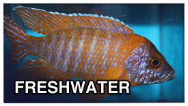 photos-freshwater