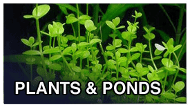 photos-plants