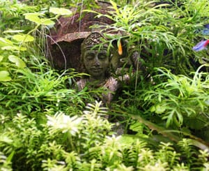 Looking for Natural Aquariums and Live Aquatic Plants to Buy?