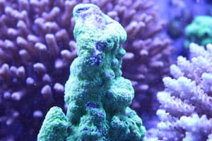 Looking for reef aquariums & live coral in New Jersey?