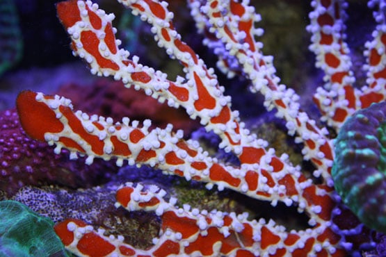 Live coral for your reef aquarium