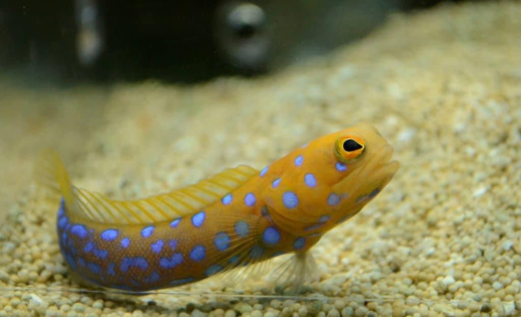 Blue Dot Jawfish Absolutely Fish
