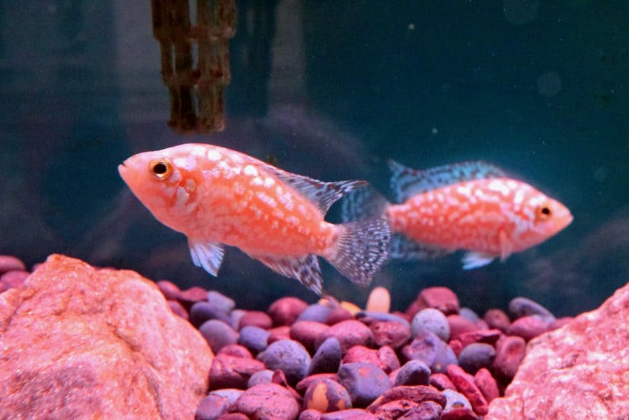 Electric Pink Jack Dempsey Absolutely Fish