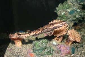 Chain Catshark