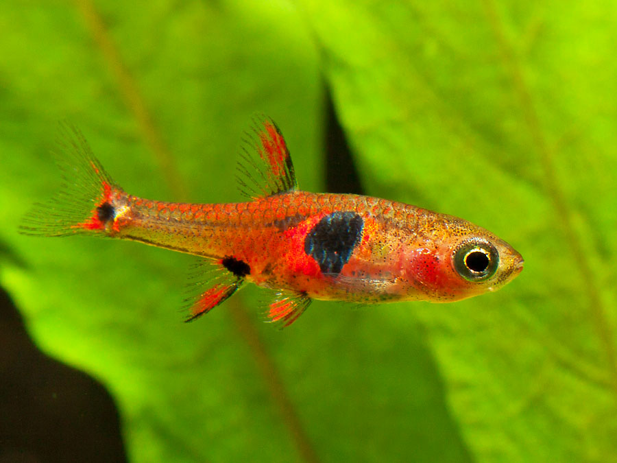 11 Freshwater Nano Fish For Your Aquarium