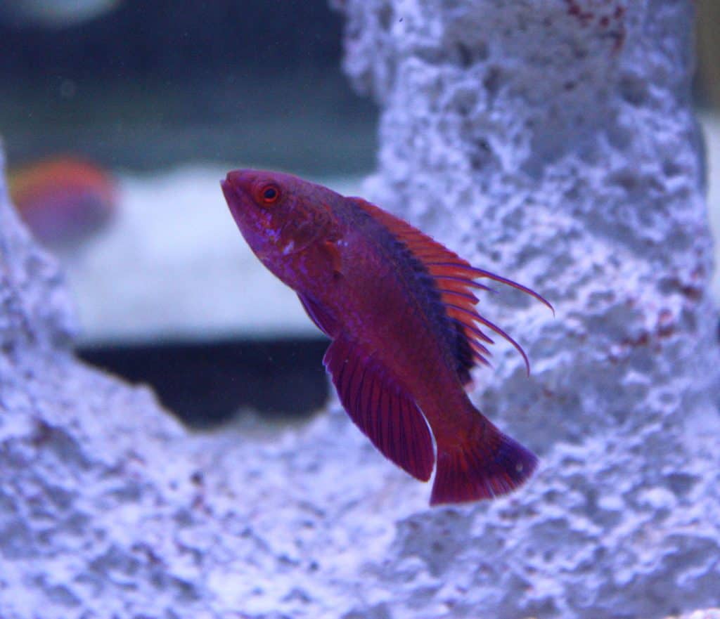 buy marine fish