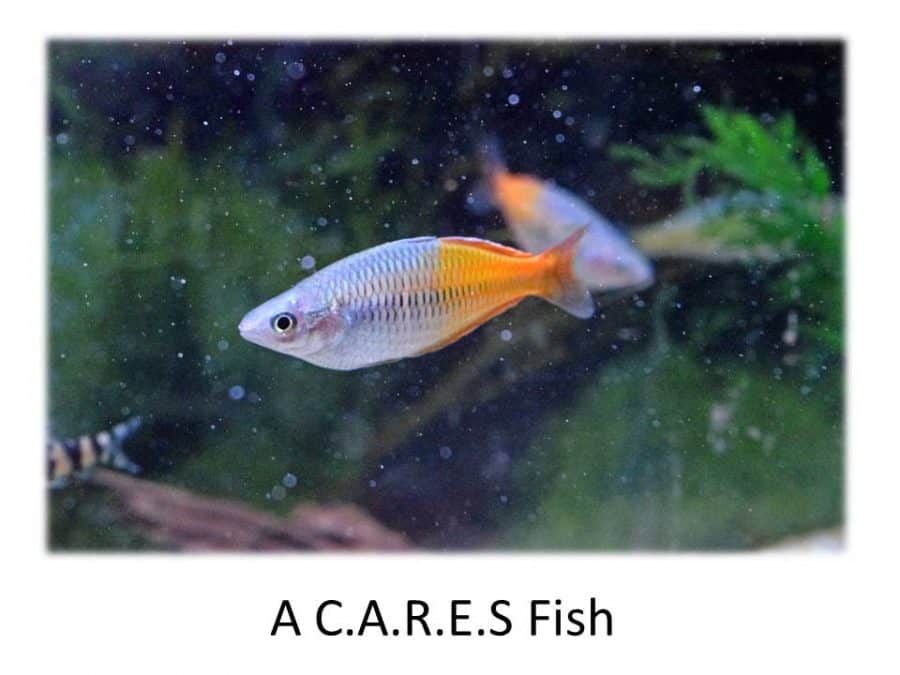 cares Absolutely Fish