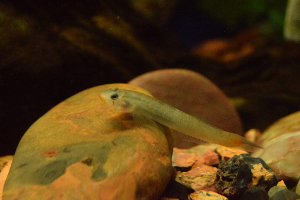 Red Lipstick Gobies Absolutely Fish