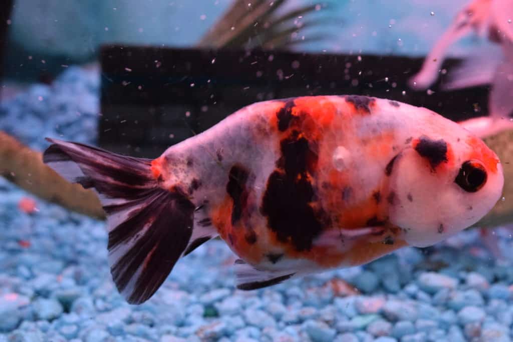 telescope goldfish one black eye one regular eye telescope goldfish one black eye one regular eye