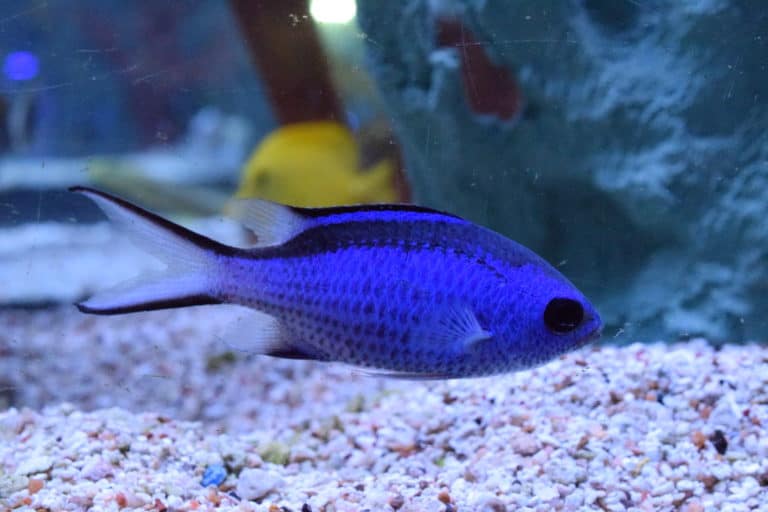 Blue Reef Chromis | Absolutely Fish