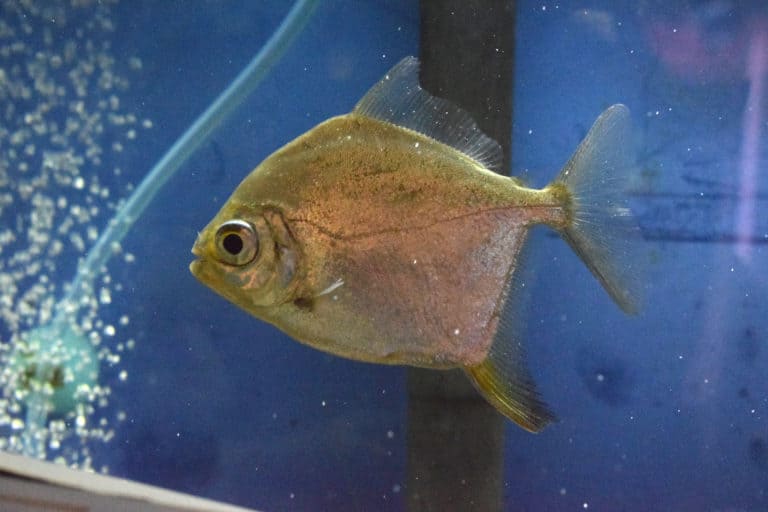 Red Hook Silver Dollar Absolutely Fish