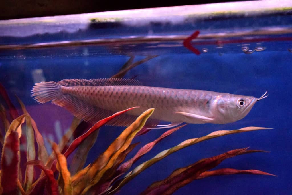 Silver Arowana Absolutely Fish
