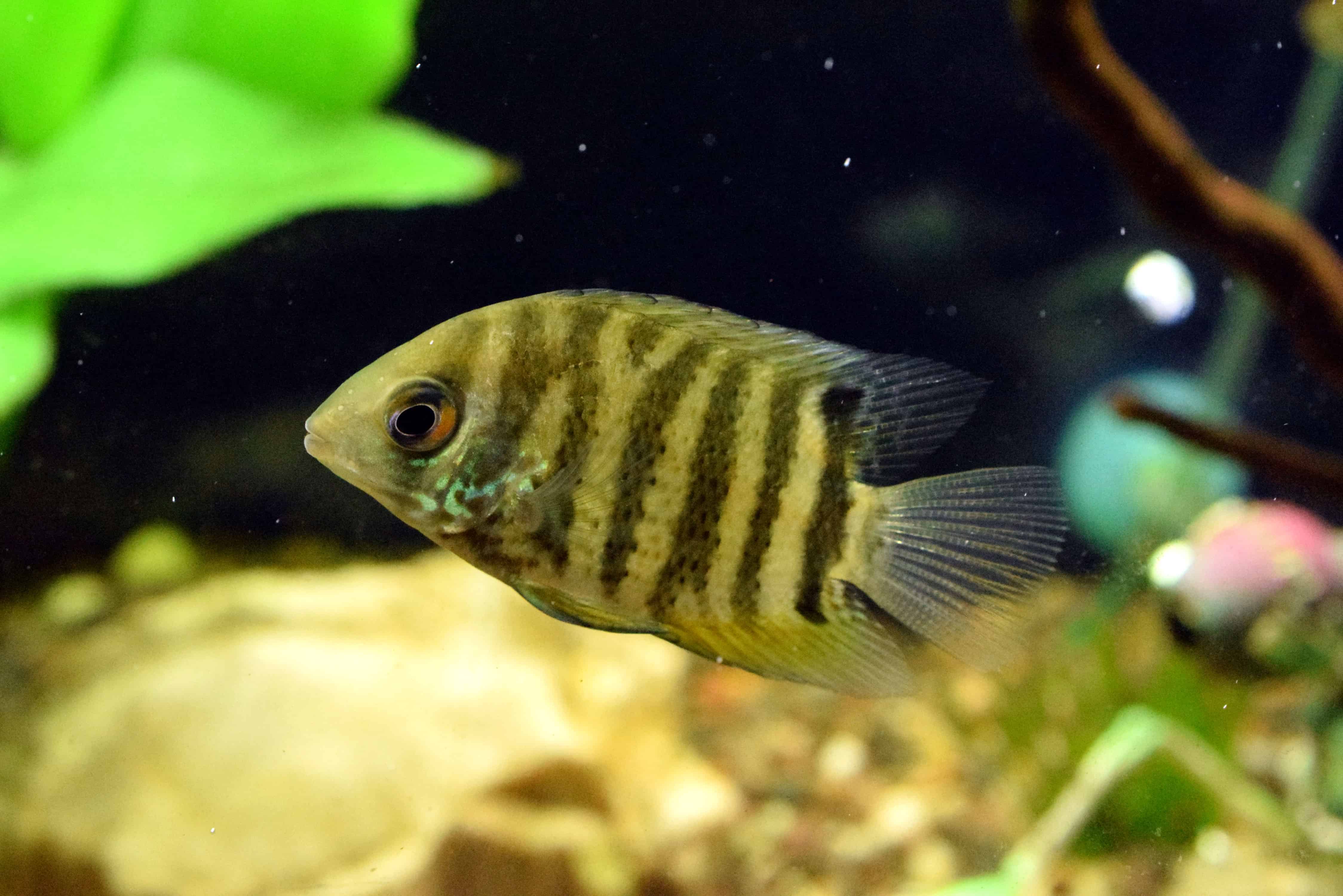 Green Severum | Absolutely Fish