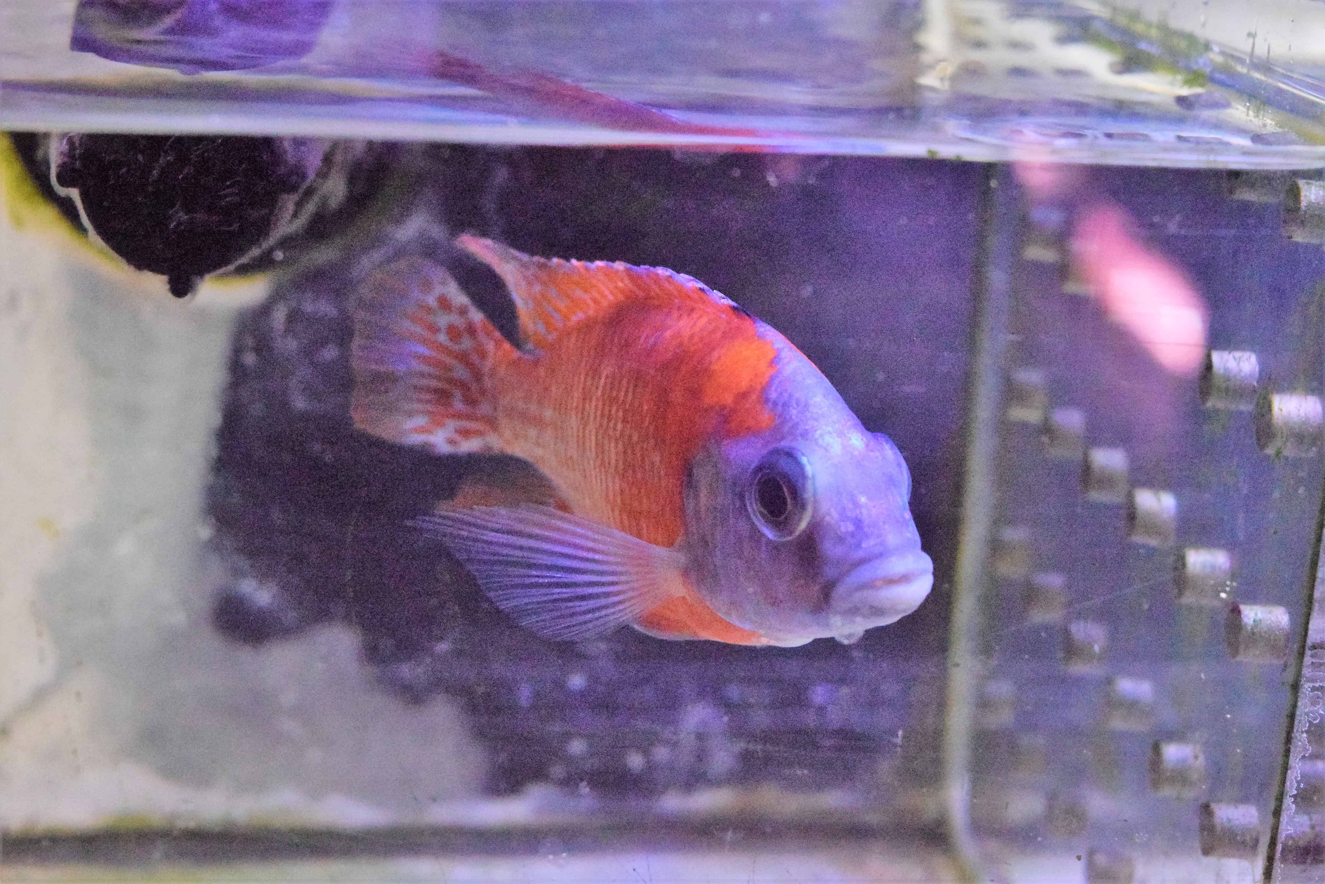 Ruby Red Peacoc Absolutely Fish