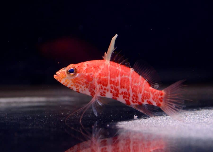 5 Nano Reef Fish | Absolutely Fish