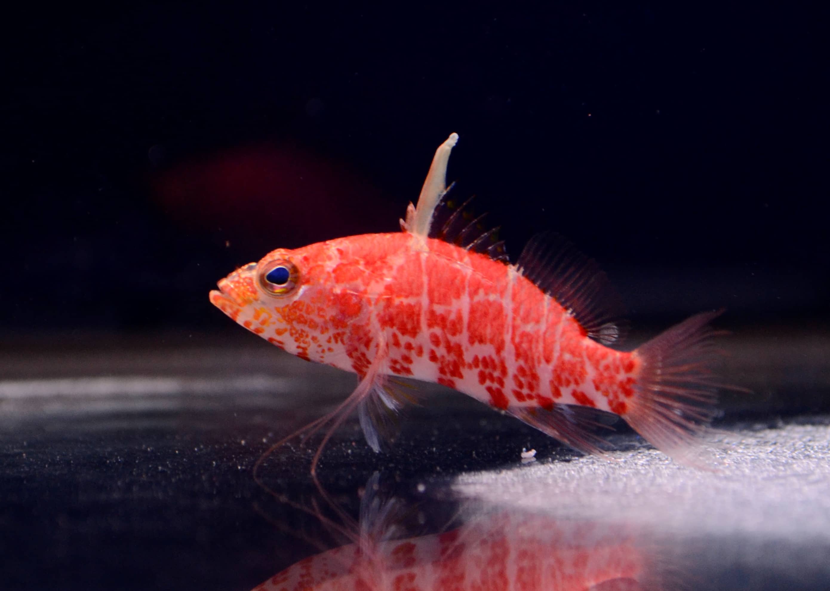 Omdat draaipunt Fictief 5 Nano Reef Fish | Absolutely Fish