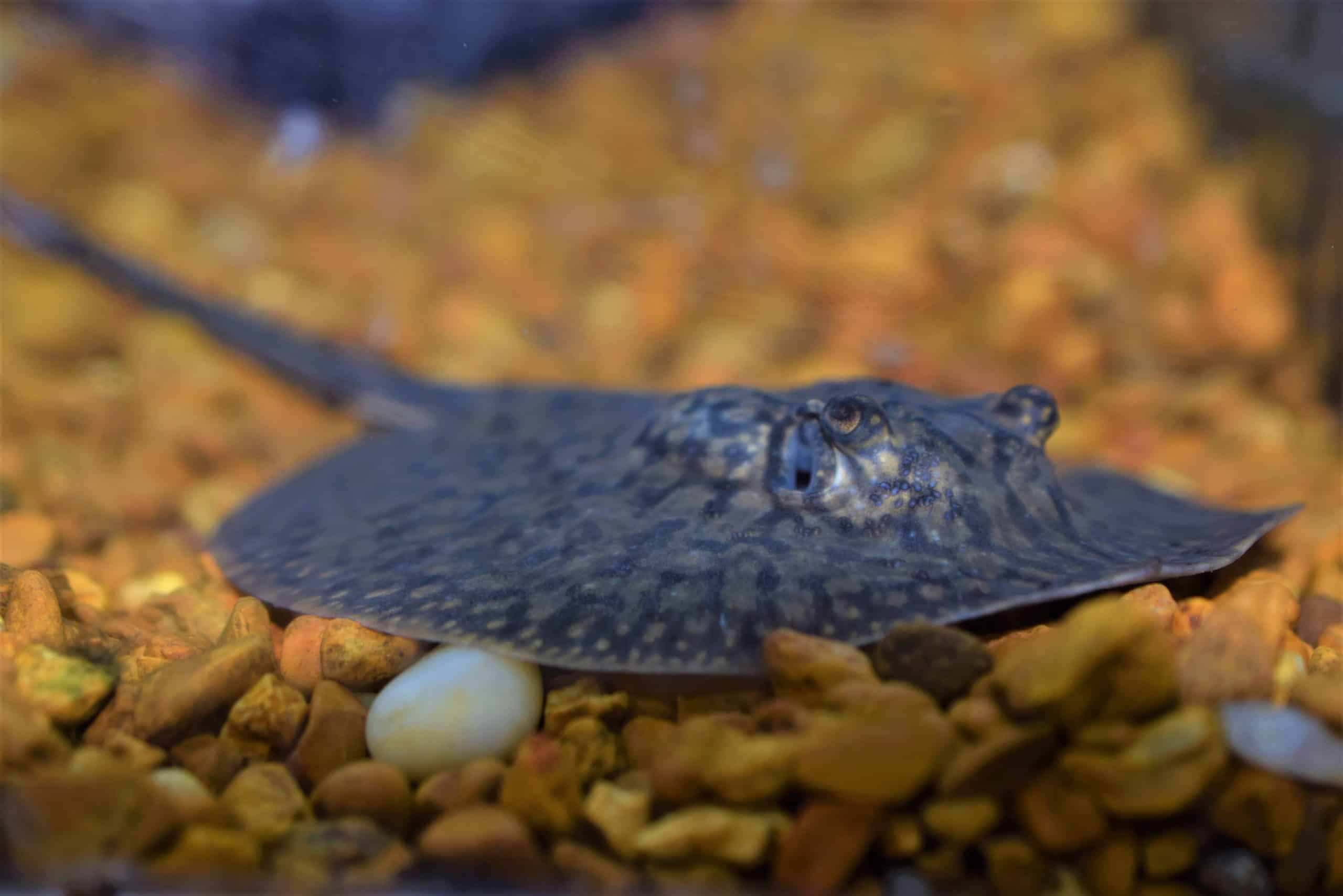 Absolutely Fish's Weekly Newsletter