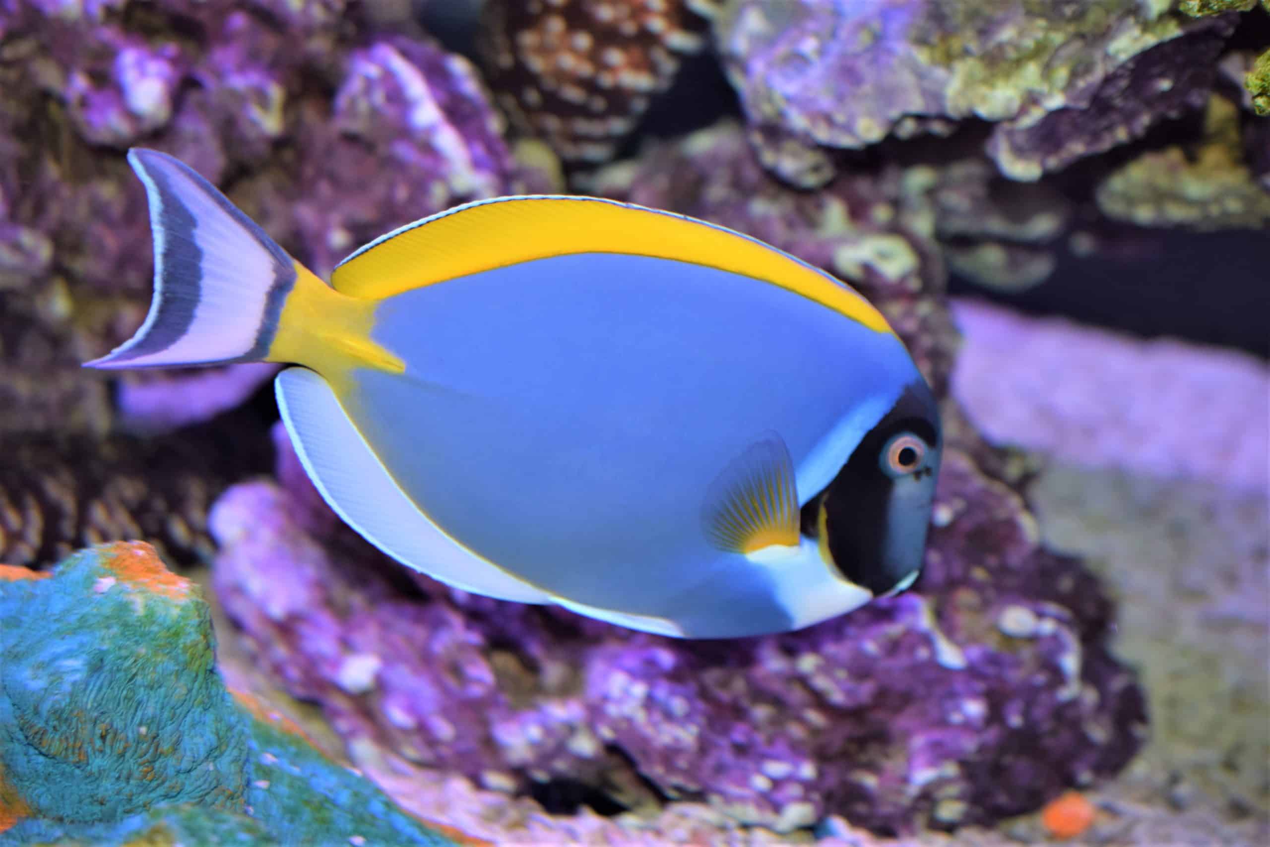 Top 10 Saltwater Fish for Beginners - wide 2