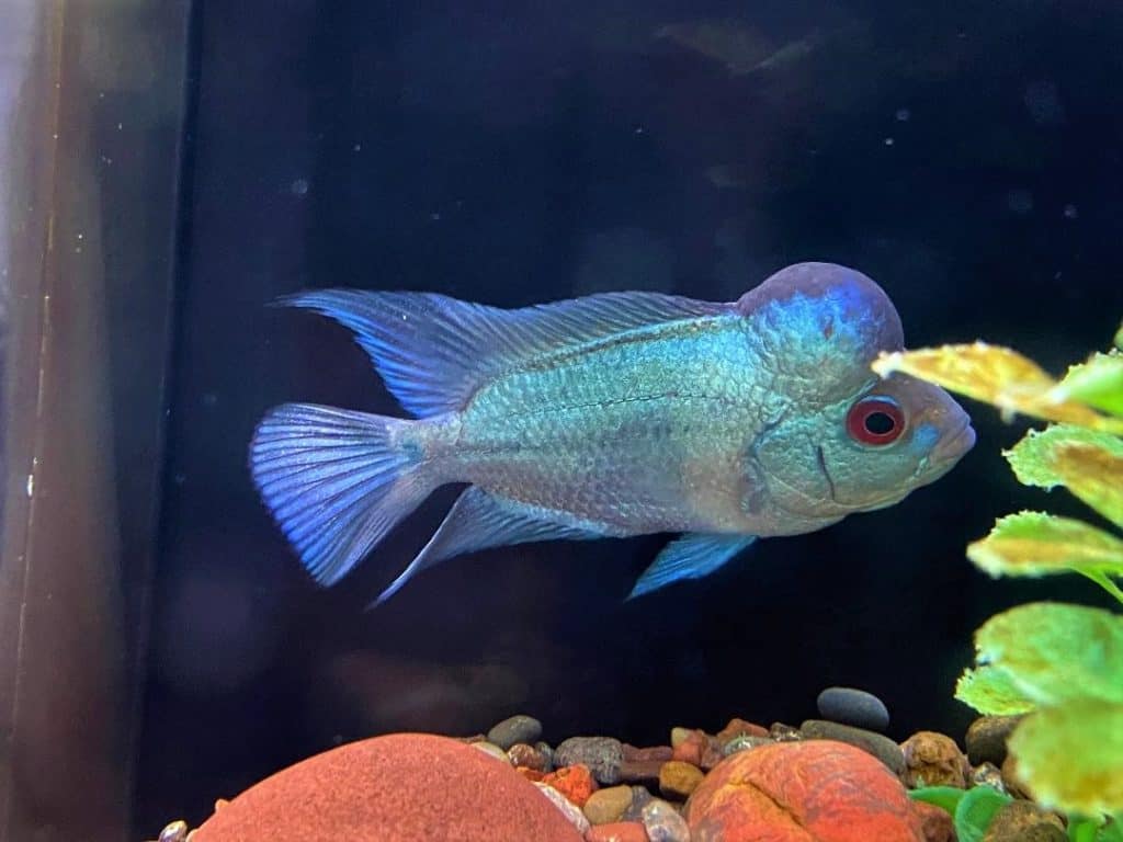 red zebra cichlid female carrying fry died suddenly