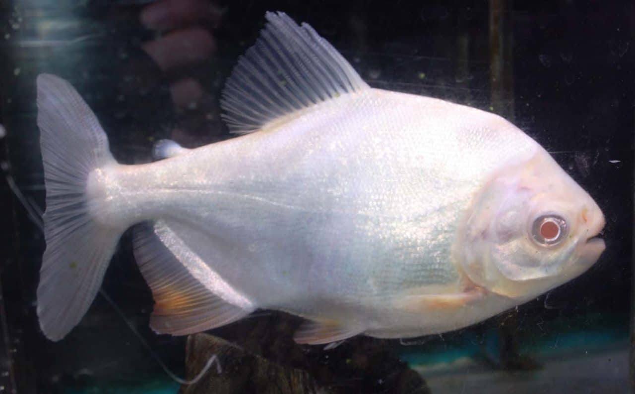 Tetras (Characinidae) Absolutely Fish