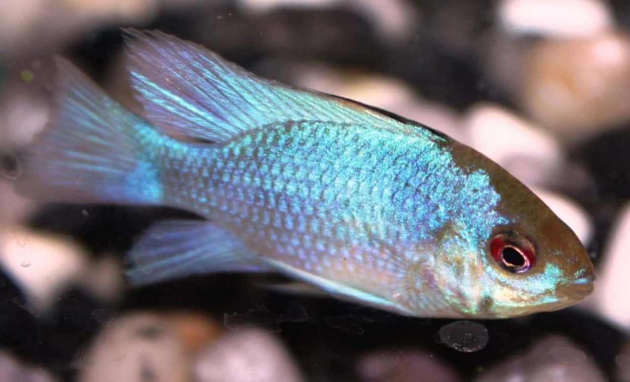 South American Cichlids Absolutely Fish