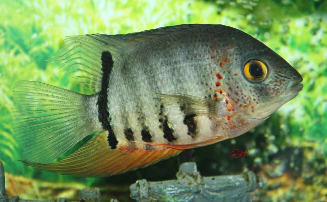 South American Cichlids Absolutely Fish