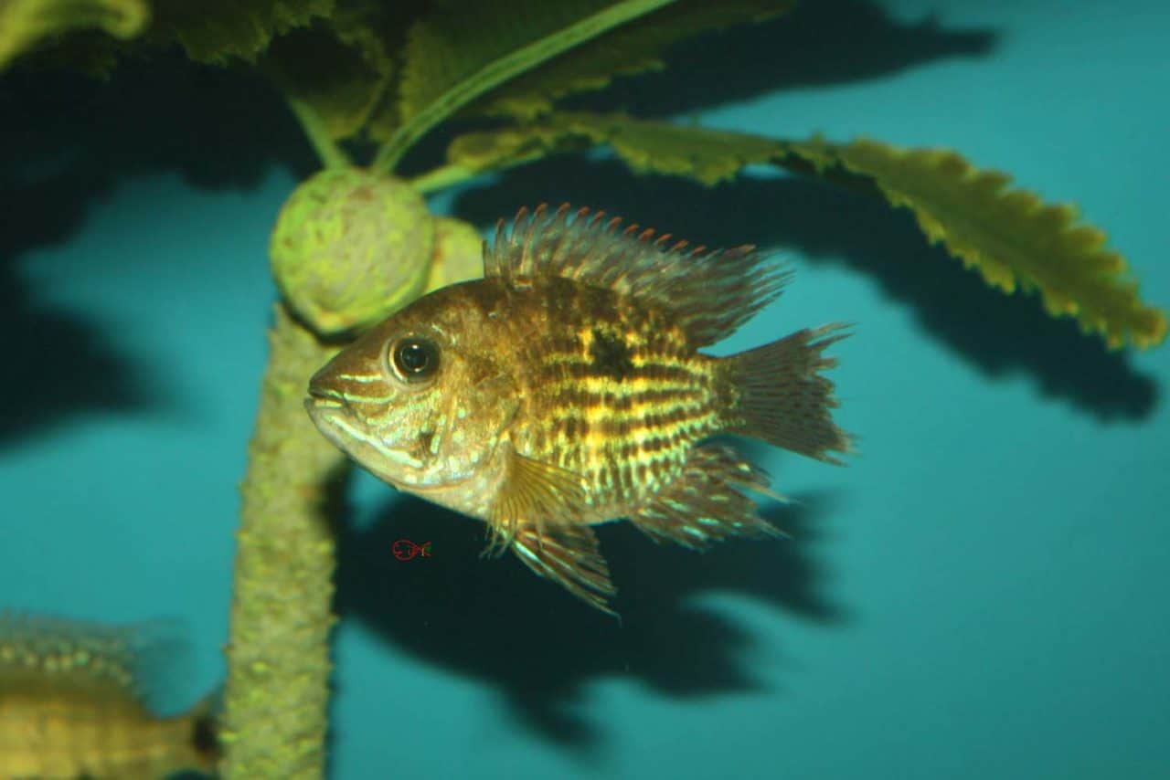 South American Cichlids Absolutely Fish