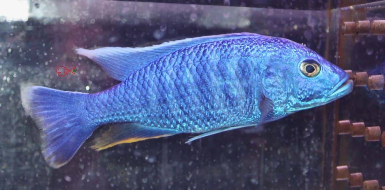 African Cichlids Absolutely Fish