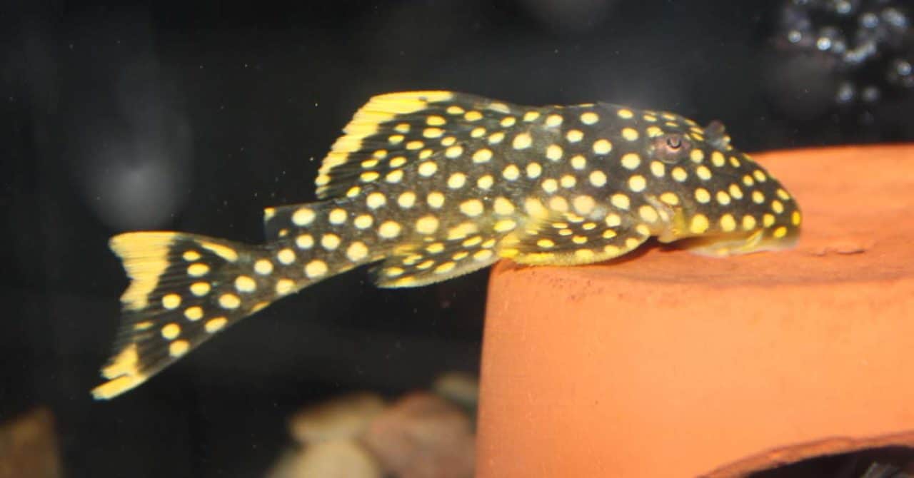 Plecos (Loricaridae) Absolutely Fish