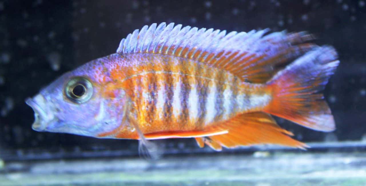 African Cichlids | Absolutely Fish