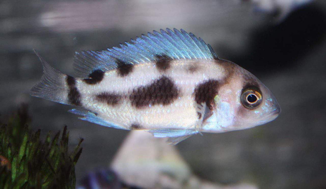 African Cichlids Absolutely Fish