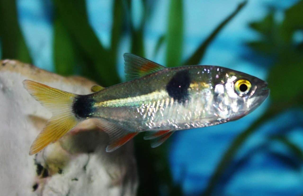 Tetras (Characinidae) Absolutely Fish