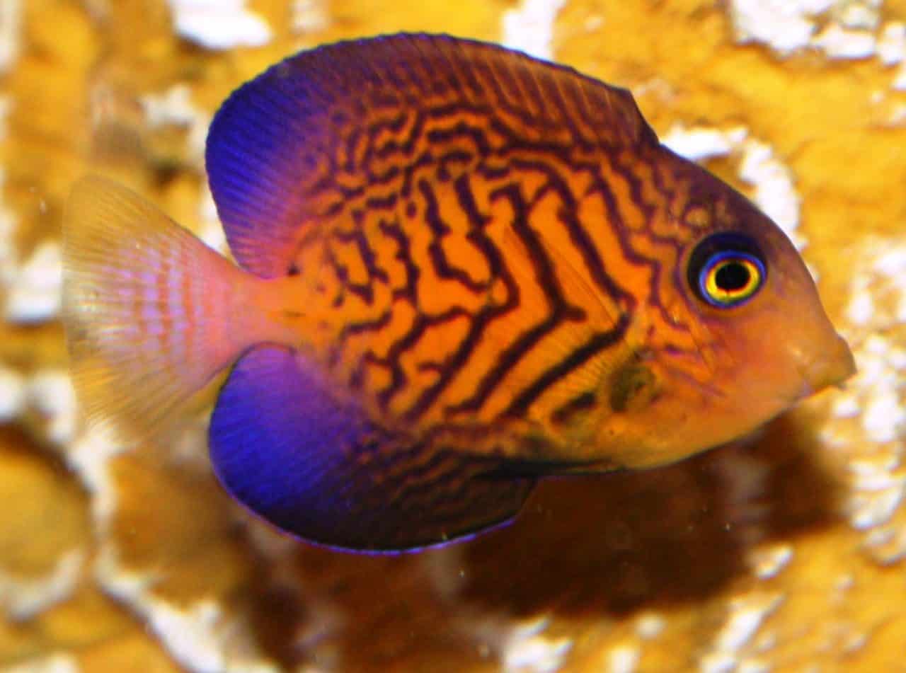 Sturgeons & Tang Absolutely Fish