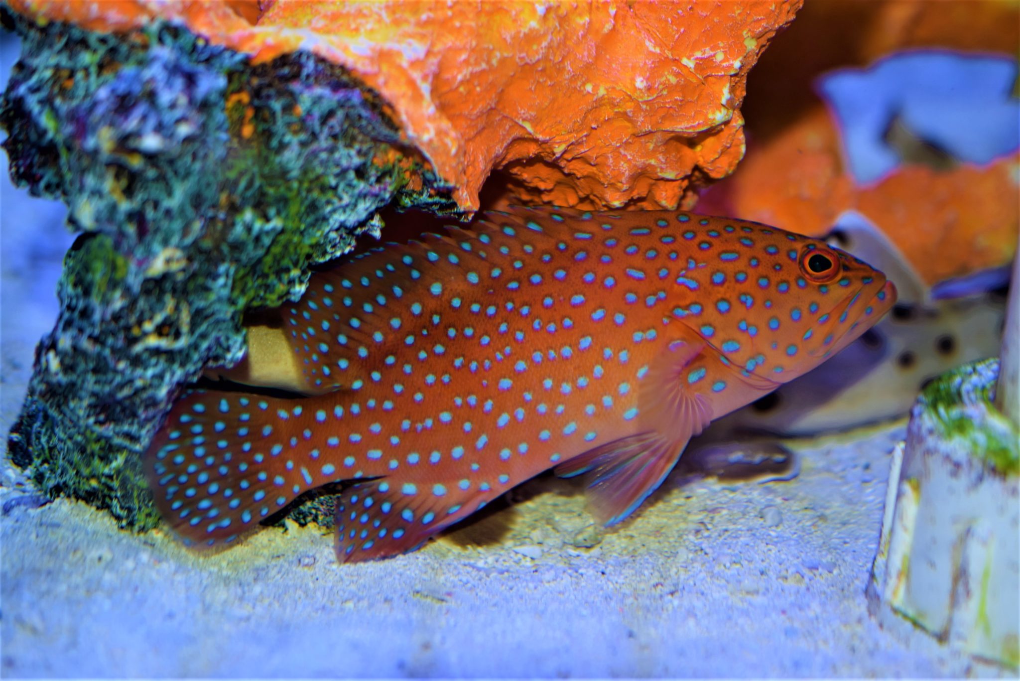 telescope goldfish red belly