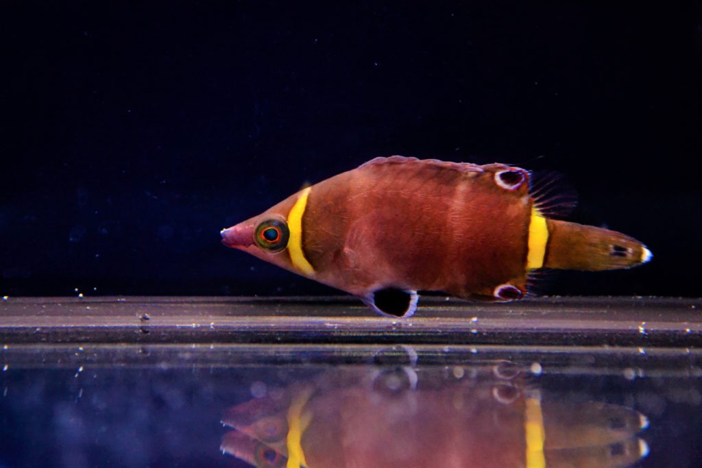 telescope goldfish red belly telescope goldfish red belly