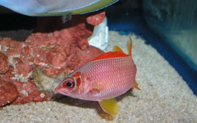 Spotlight – Marine Elasmobranches