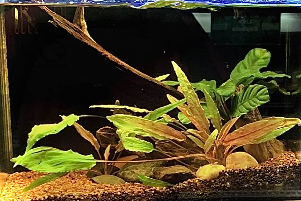 Dwarf pea cheap puffer care