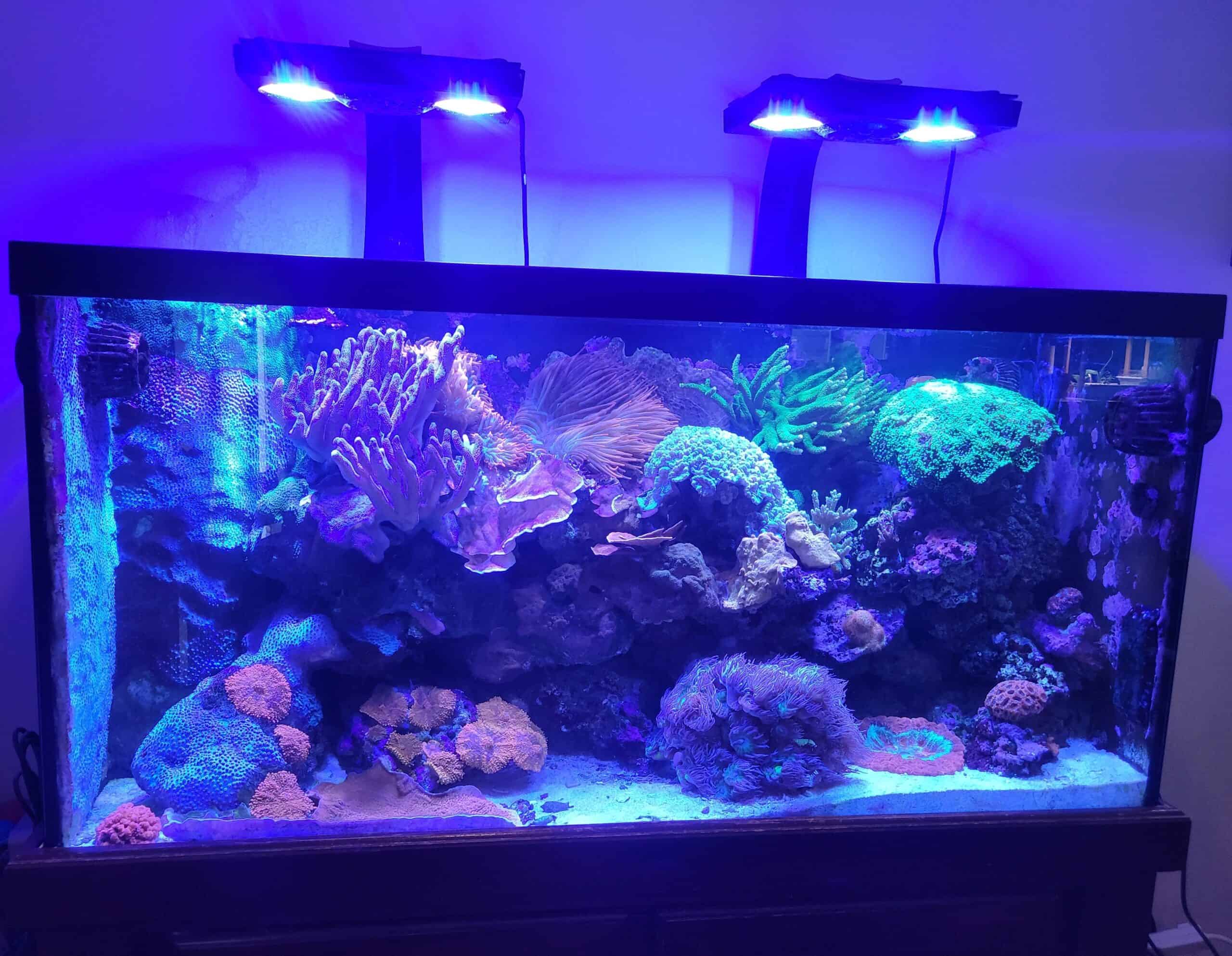 aquarium maintenance near me