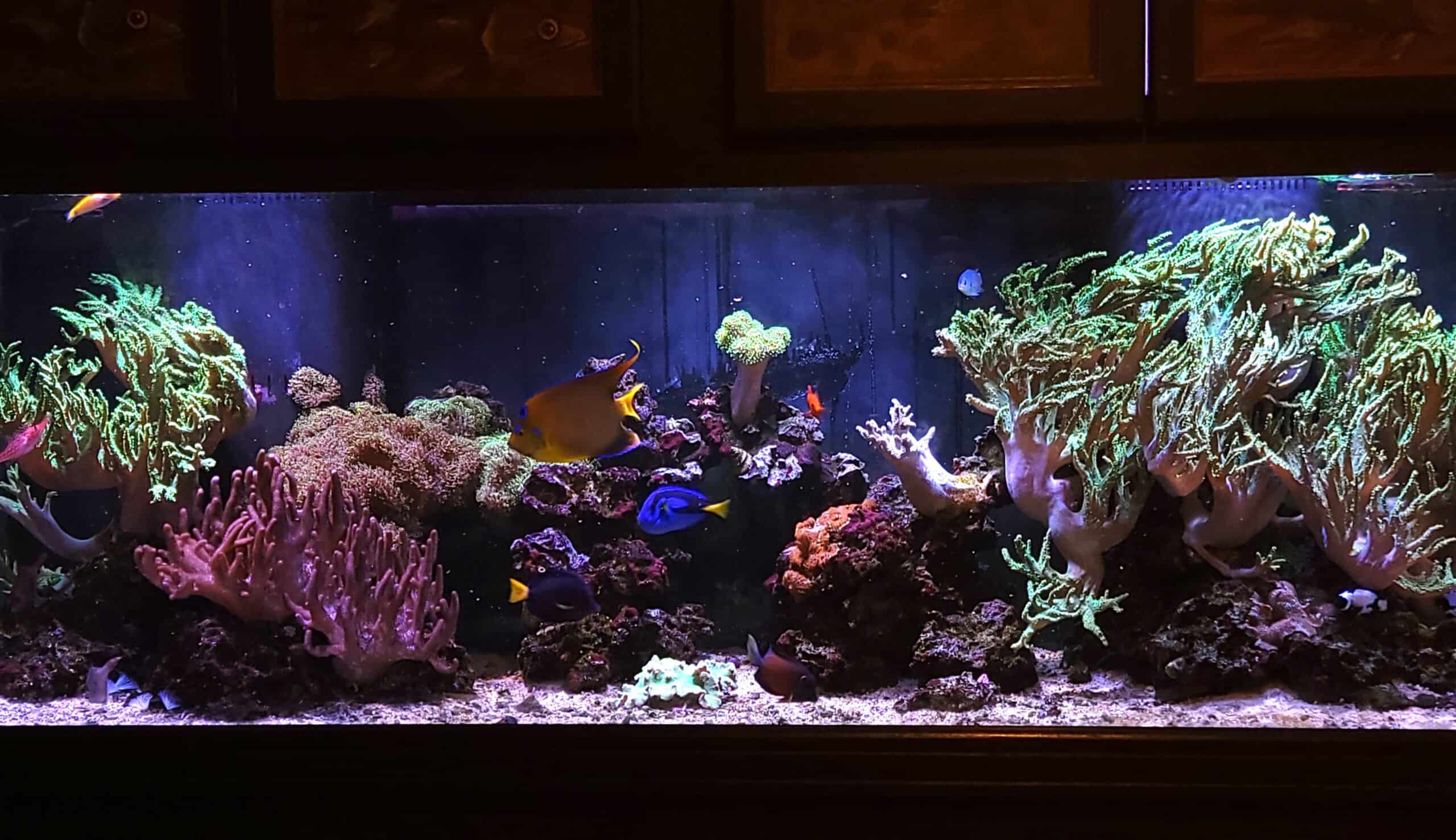 Marine Aquarium Service